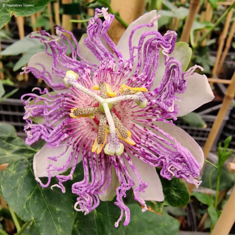 Passiflore Eia popeia - Passiflora (x) incarnata (Floraison)
