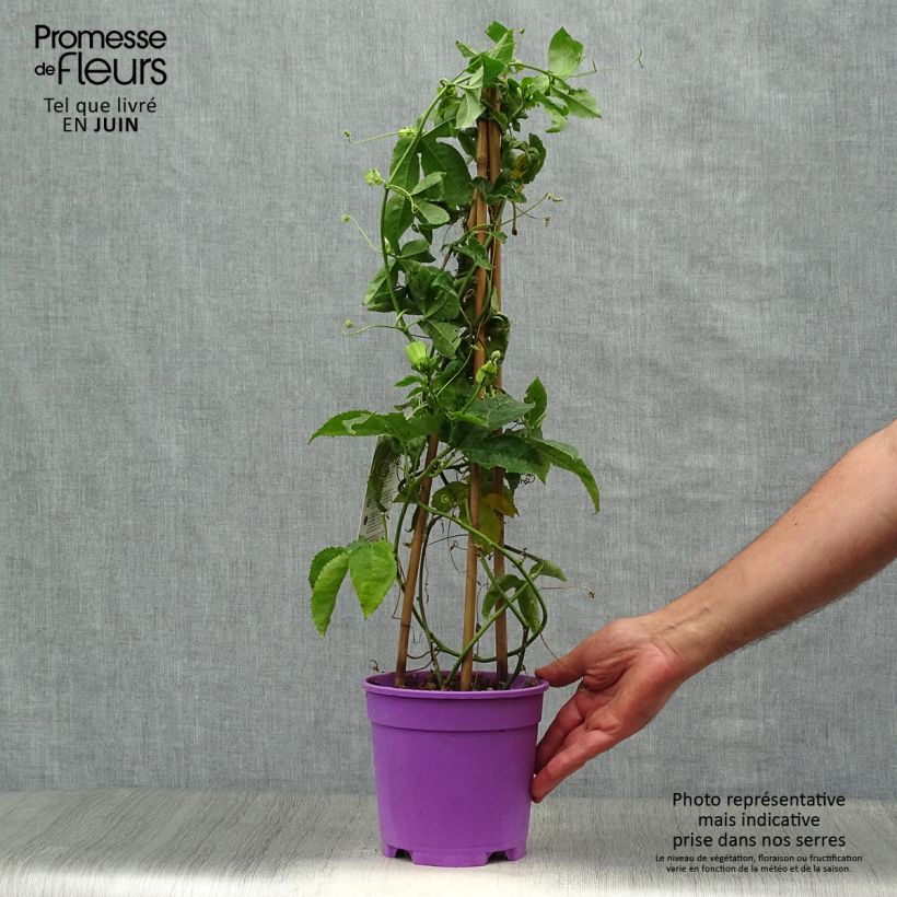 Spécimen de Passiflore Essenza - Fleur de la Passion Pot de 2L/3L tel que livré en été