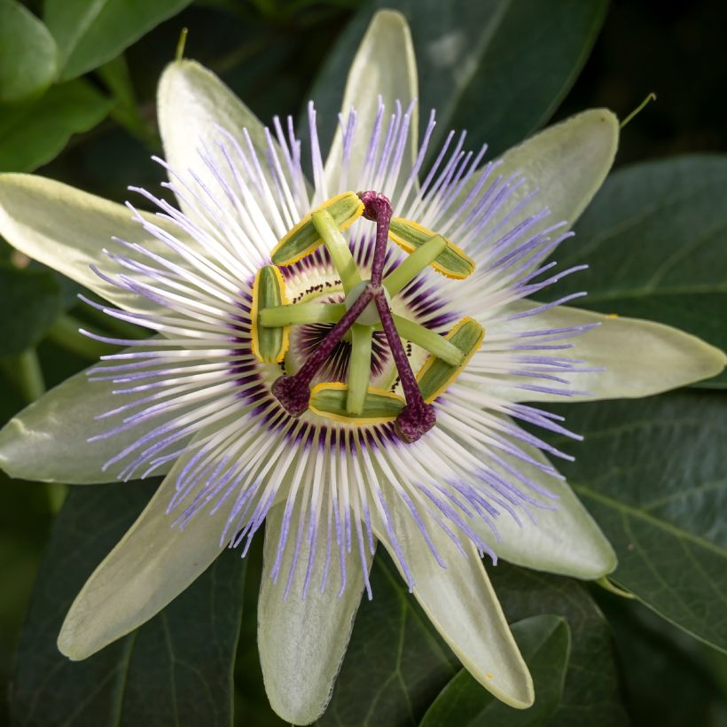 Passiflore, Fleur de la passion - Passiflora caerulea Clear Sky (Floraison)