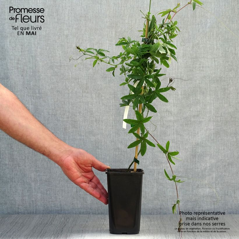 Spécimen de Passiflore, Fleur de la passion - Passiflora caerulea Clear Sky en pot de 1,5l/2l tel que livré au printemps