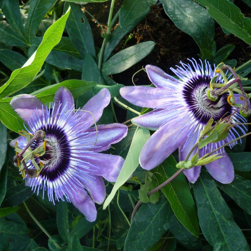 Passiflore Lady Betty Myles Young - Fleur de la Passion bleue violet (Floraison)