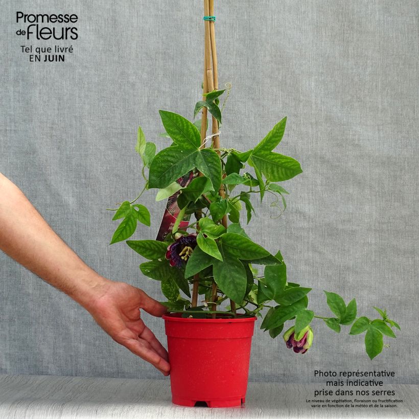 Spécimen de Passiflore Marijke - Fleur de la Passion Pot de 2L/3L tel que livré en été