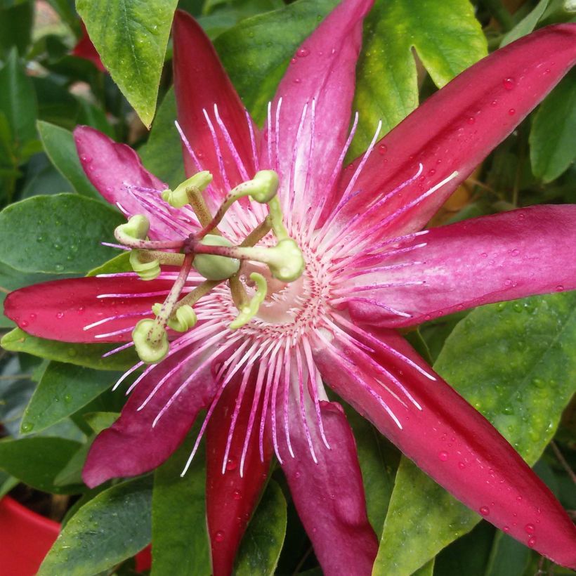 Passiflore Michael - Fleur de la Passion (Floraison)