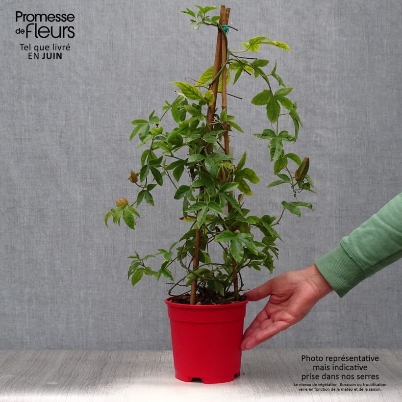 Spécimen de Passiflore Michael - Fleur de la Passion Pot de 2L/3L tel que livré en été