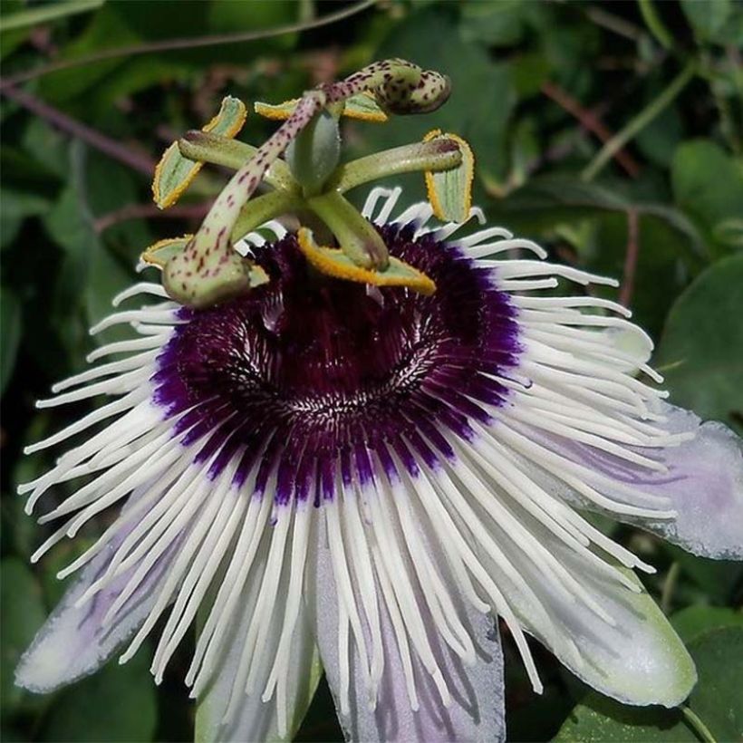 Passiflore Panda - Fleur de la Passion (Floraison)