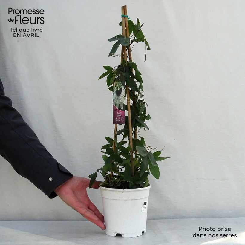 Spécimen de Passiflore Panda - Fleur de la Passion Pot de 2L/3L tel que livré au printemps