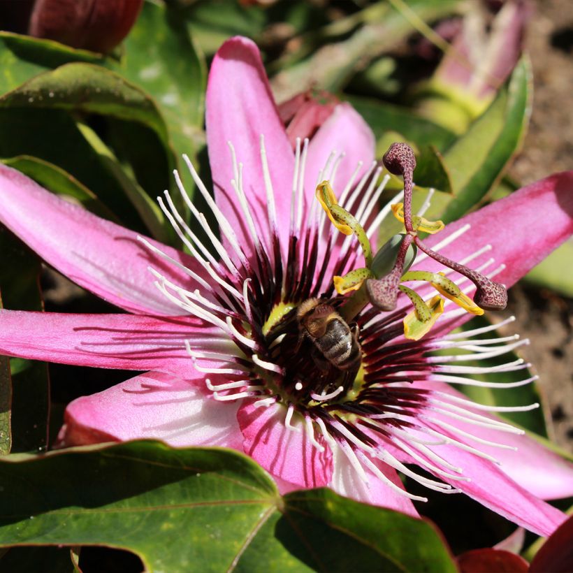 Passiflore - Passiflora Eden (Floraison)