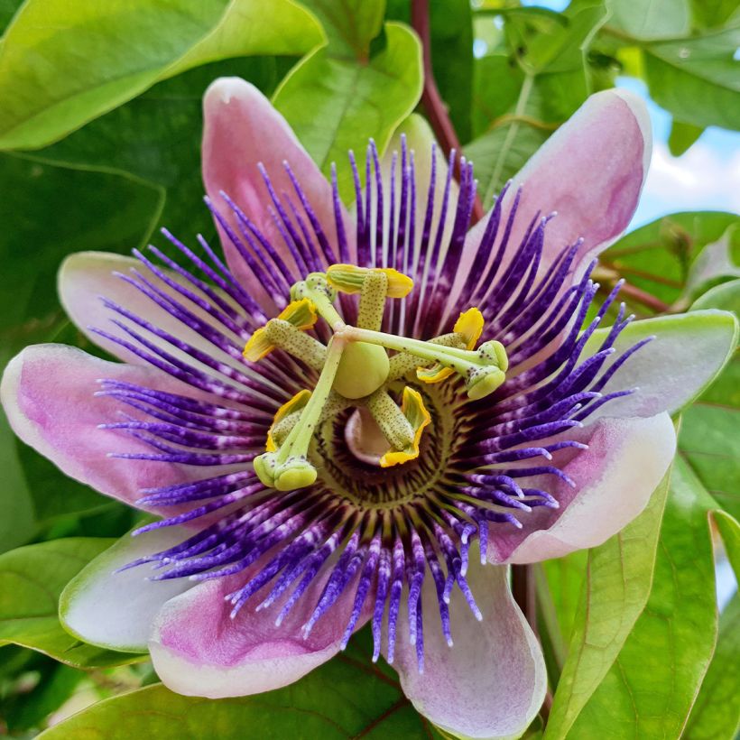 Passiflore - Passiflora Impératrice Eugénie (Floraison)