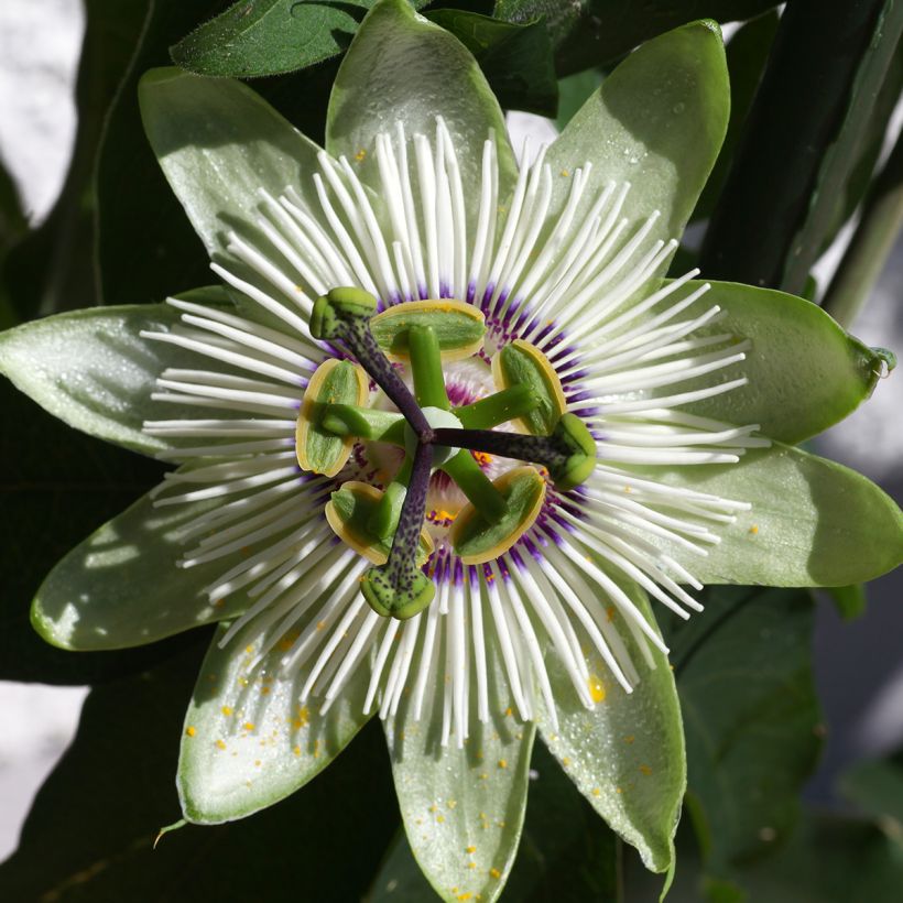 Passiflore - Passiflora White Lightening (Floraison)
