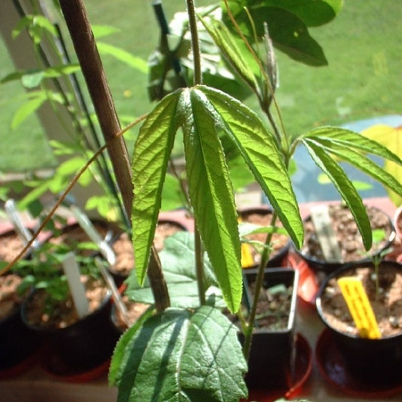 Passiflore - Passiflora (x) exoniensis (Feuillage)