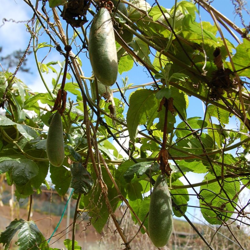 Passiflore - Passiflora (x) exoniensis (Récolte)