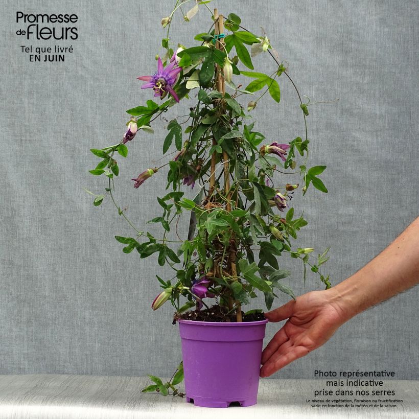 Spécimen de Passiflore Purple Passion - Fleur de la Passion Pot de 2L/3L, Livré entre 80/100 cm tel que livré en été