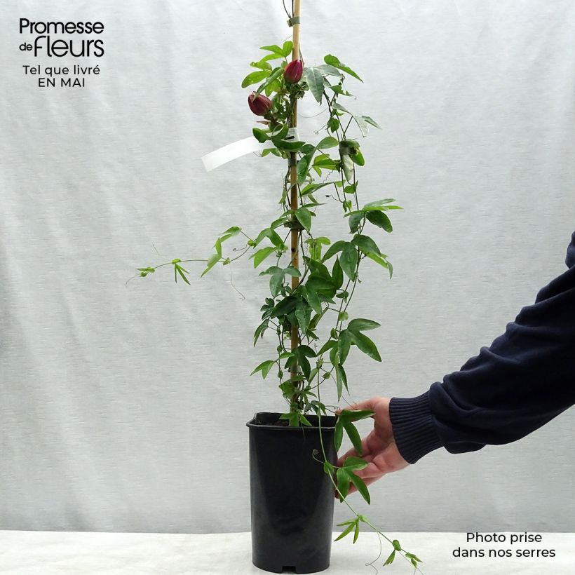 Spécimen de Passiflore Victoria - Fleur de la Passion Pot de 2L/3L tel que livré au printemps