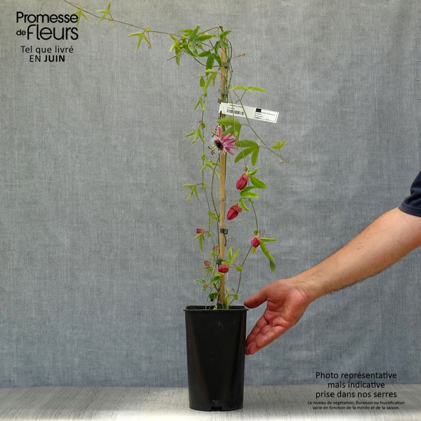 Spécimen de Passiflore Victoria - Fleur de la Passion Pot de 2L/3L tel que livré en été