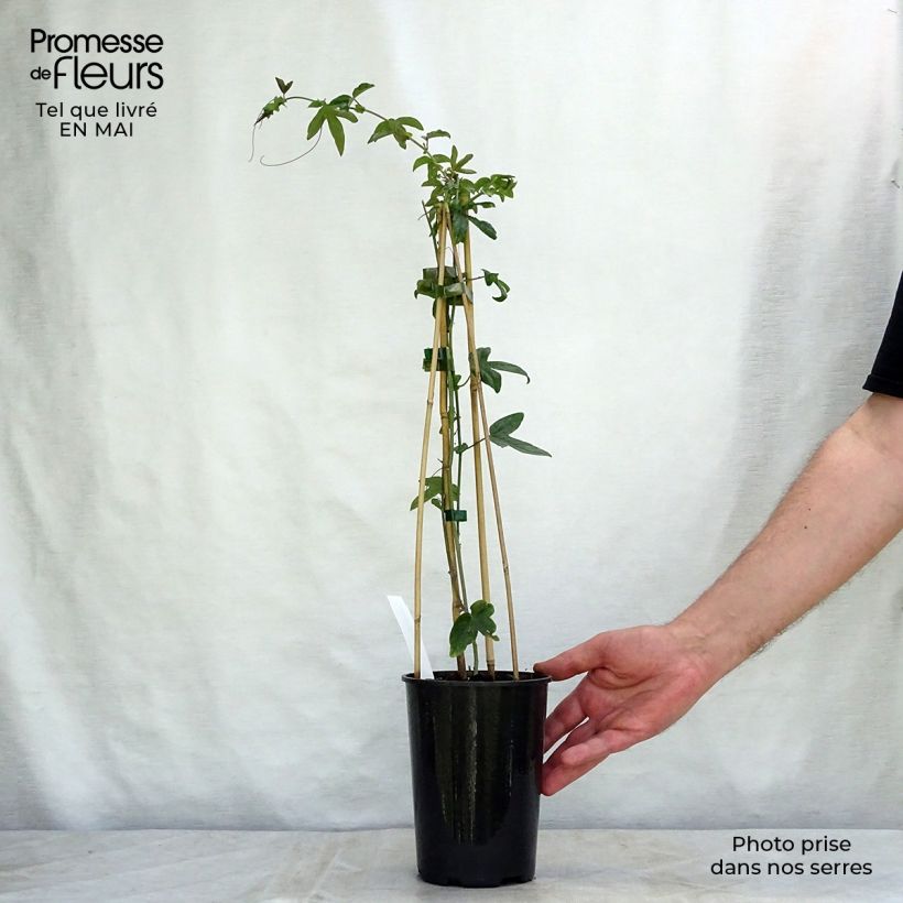 Spécimen de Passiflore caerulea Purple Haze - Fleur de la Passion en pot de 2/3L tel que livré au printemps