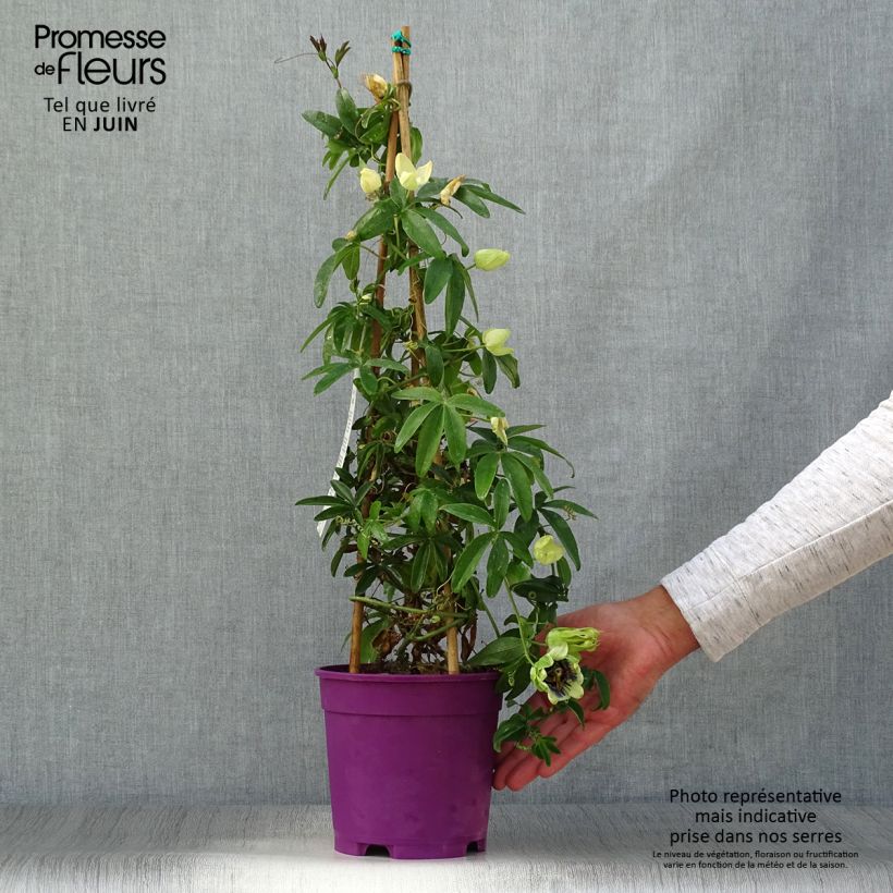 Spécimen de Passiflore caerulea x racemosa - Fleur de la Passion Pot de 2L/3L tel que livré en été