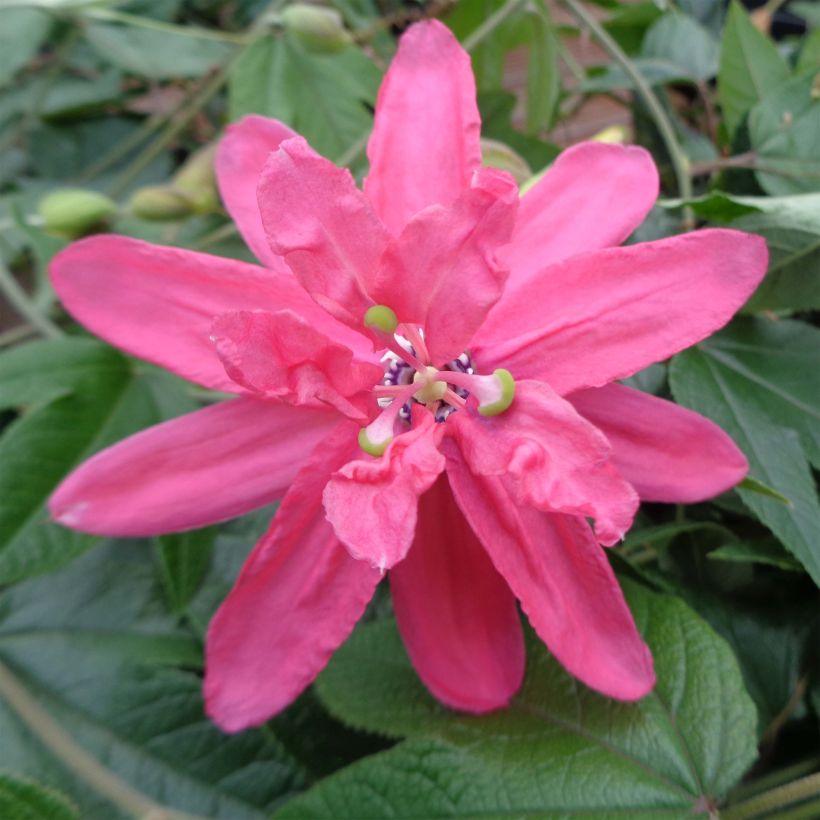 Passiflore insignis Pink Passion - Fleur de la Passion (Floraison)