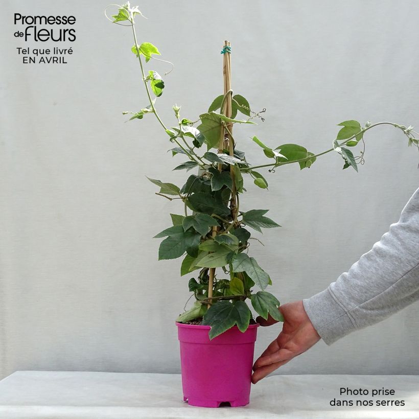 Spécimen de Passiflore insignis Pink Passion - Fleur de la Passion Pot de 2L/3L tel que livré au printemps