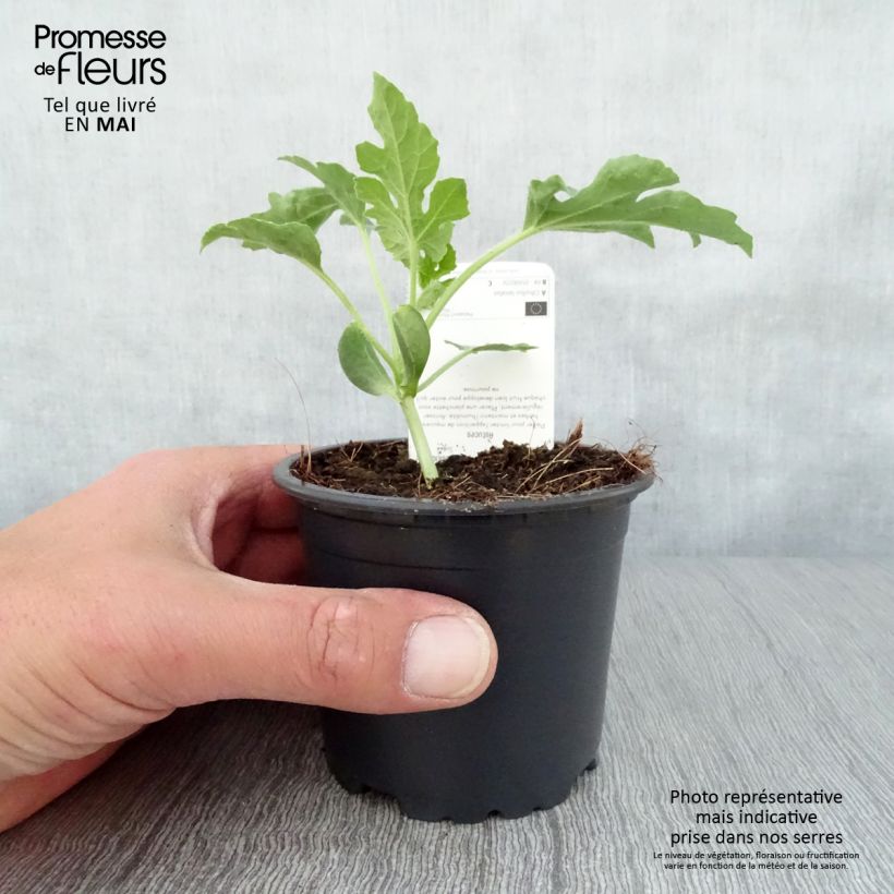 Spécimen de Pastèque Pata Negra F1 en pot de 10,5cm Pot de 10 cm/11cm tel que livré au printemps
