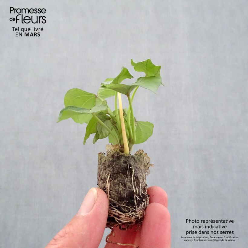 Spécimen de Patate douce Beauregard en plants - Ipomoea batatas - Mini-motte tel que livré au printemps