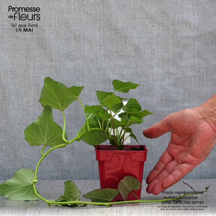 Spécimen de Patate douce Beauregard en plants - Ipomoea batatas - Pot de 10/11cm tel que livré au printemps