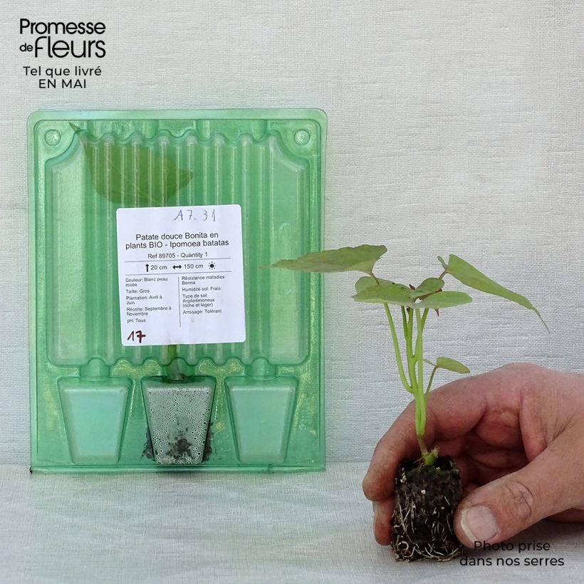 Spécimen de Patate douce Bonita en plants BIO - Ipomoea batatas Mini-motte 4 cm tel que livré au printemps