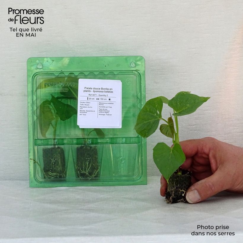 Spécimen de Patate douce Bonita en plants - Ipomoea batatas Mini-motte 3,5 cm tel que livré au printemps