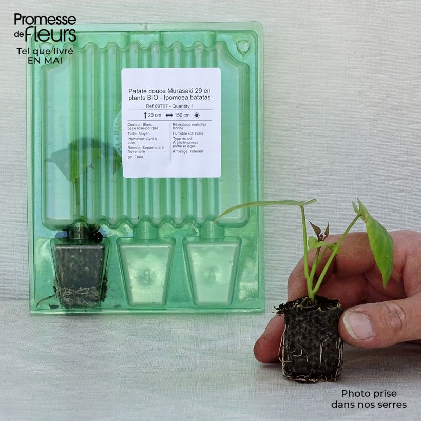 Spécimen de Patate douce Murasaki 29 en plants BIO - Ipomoea batatas Mini-motte 4 cm tel que livré au printemps