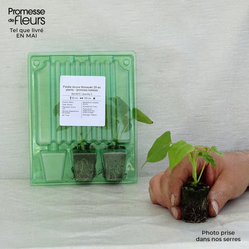 Spécimen de Patate douce Murasaki 29 en plants - Ipomoea batatas Mini-motte 3,5 cm tel que livré au printemps