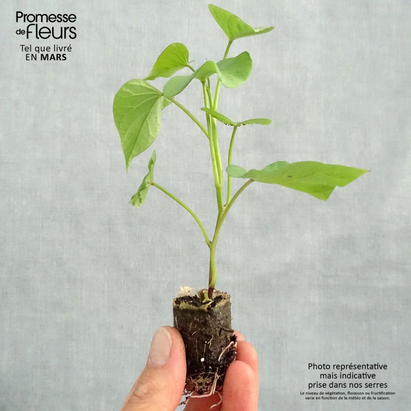 Spécimen de Patate douce Murasaki 29 en plants - Ipomoea batatas tel que livré au printemps