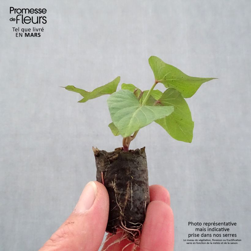 Spécimen de Patate douce Orléans en plants - Ipomoea batatas - Minimotte tel que livré au printemps