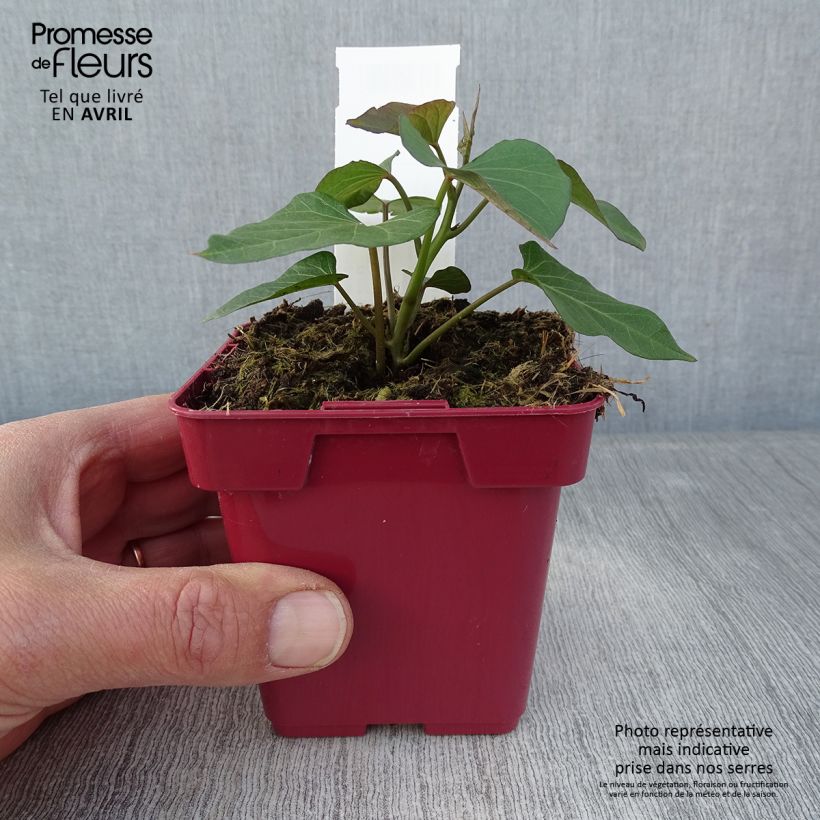 Spécimen de Patate douce Orléans en plants - Pot de 10/11cm tel que livré au printemps