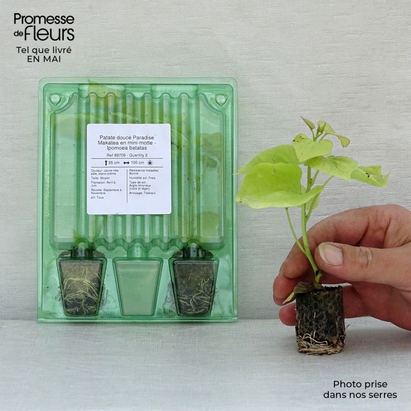 Spécimen de Patate douce Paradise Makatea en mini-motte - Ipomoea batatas Mini-motte 3,5 cm tel que livré au printemps