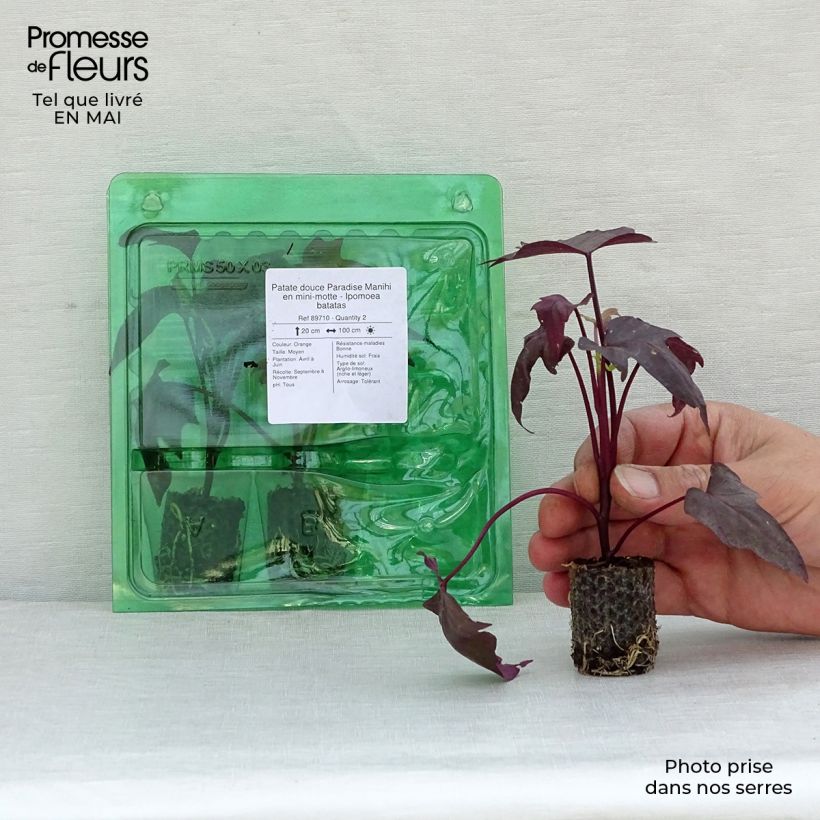 Spécimen de Patate douce Paradise Manihi en mini-motte - Ipomoea batatas Mini-motte Ø 3/4 cm tel que livré au printemps