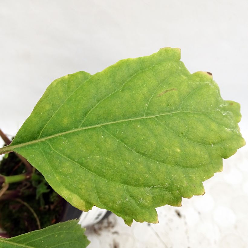 Patchouli - Pogostemon cablin (Feuillage)