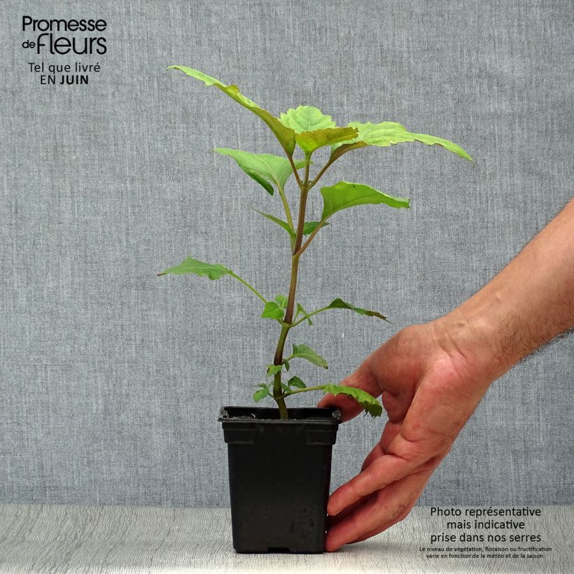 Spécimen de Patchouli - Pogostemon cablin Godet de 8/9 cm tel que livré en été