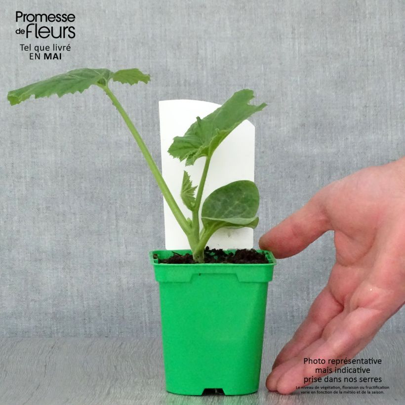 Spécimen de Patisson blanc en pots de 10,5cm Pot de 10 cm/11cm tel que livré au printemps