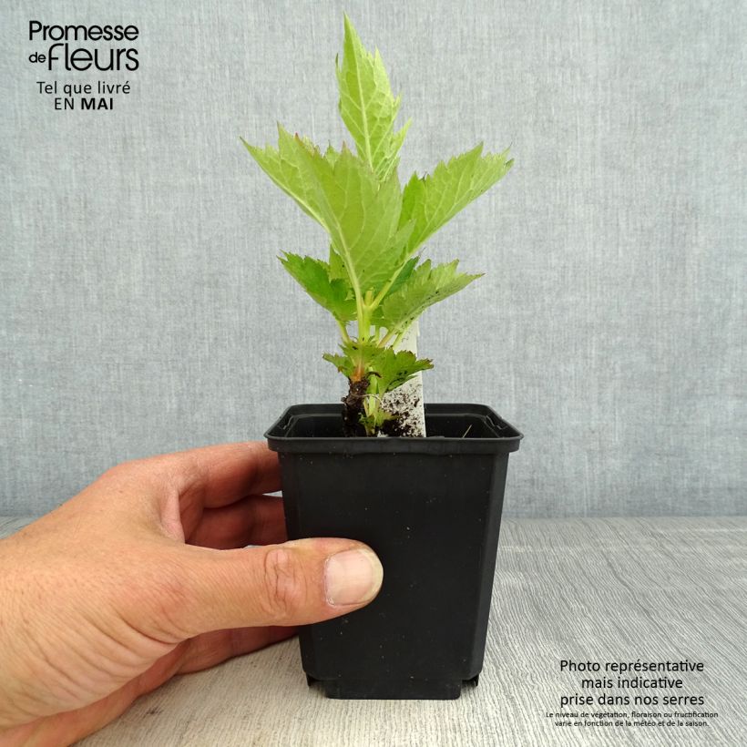 Spécimen de Patrinia gibbosa Godet de 8/9 cm tel que livré au printemps