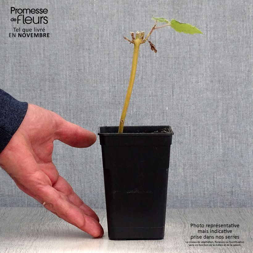 Spécimen de Paulownia fortunei April Light - Arbre du dragon Pot de 1L/1,5L tel que livré en automne