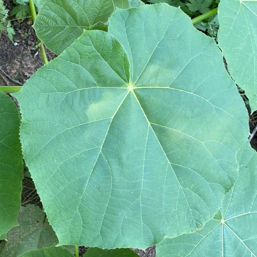 Paulownia fortunei April Light - Arbre du dragon (Feuillage)