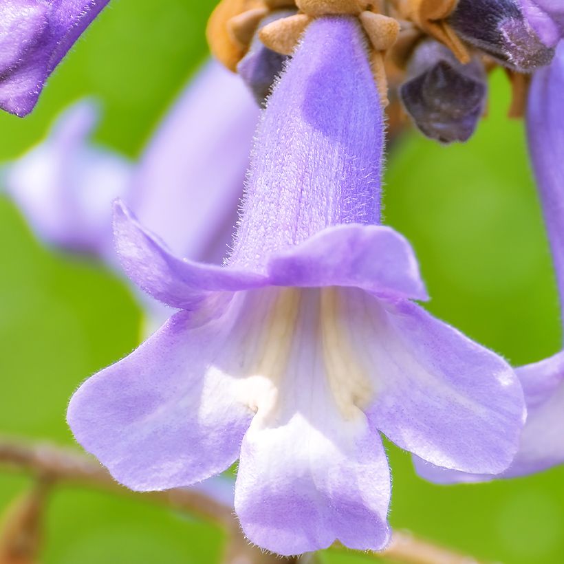 Paulownia fortunei April Light - Arbre du dragon (Floraison)