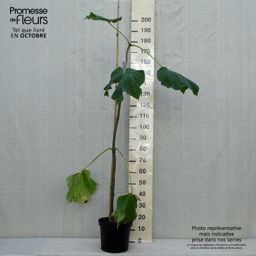 Spécimen de Paulownia fortunei Fast Blue tel que livré en automne