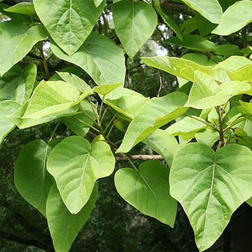 Paulownia tomentosa - Arbre impérial (Feuillage)