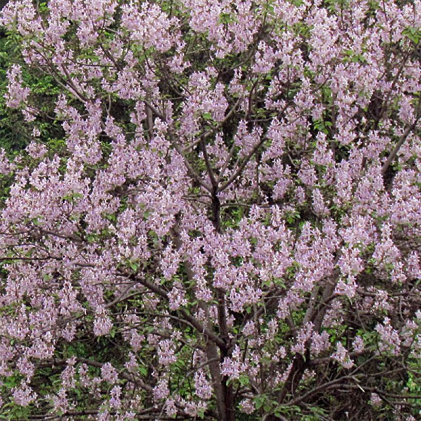 Paulownia tomentosa - Arbre impérial (Floraison)