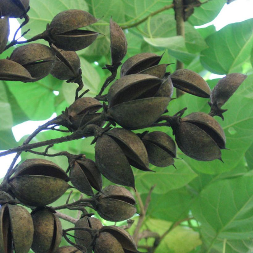 Paulownia tomentosa - Arbre impérial (Récolte)