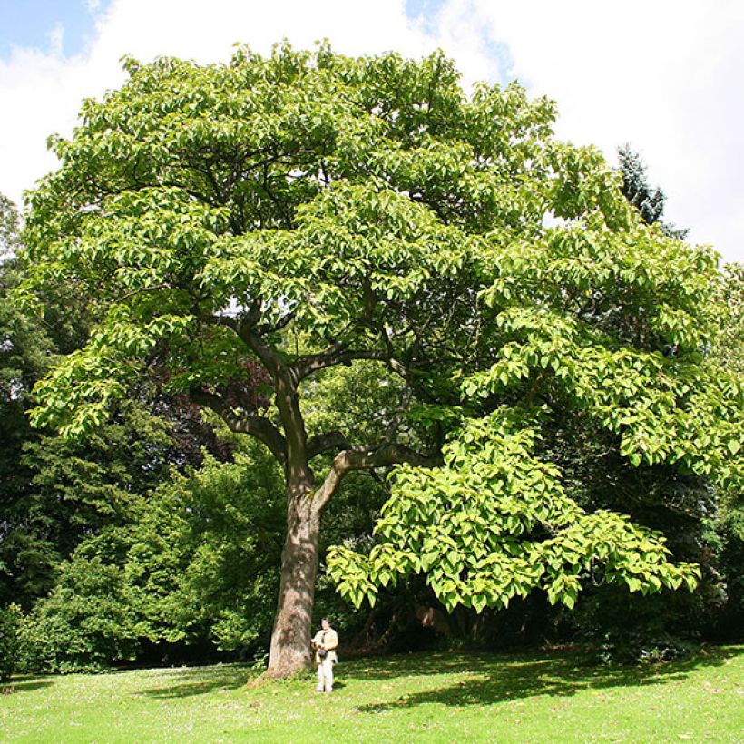 Paulownia tomentosa - Arbre impérial (Port)