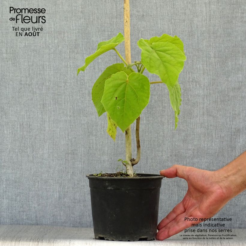 Spécimen de Paulownia tomentosa - Arbre impérial Pot de 2L/3L tel que livré en été