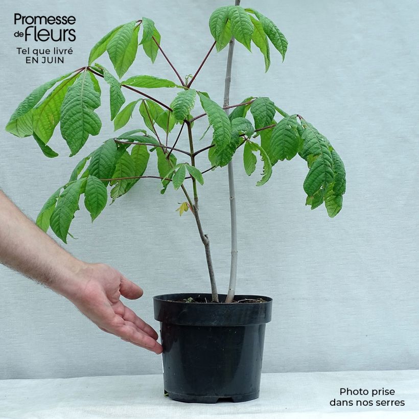 Spécimen de Aesculus parviflora - Pavier blanc Pot de 2L/3L tel que livré en été