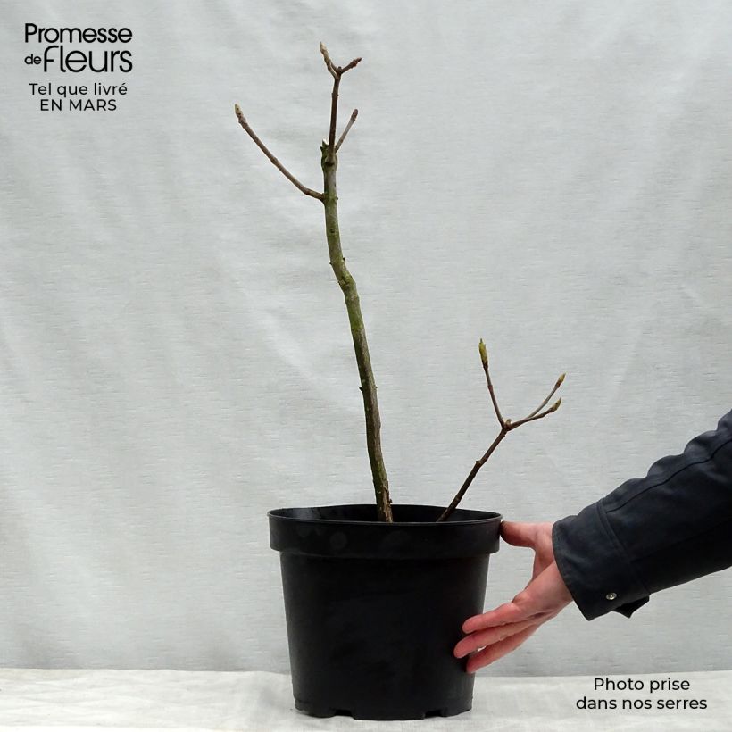 Spécimen de Aesculus parviflora - Pavier blanc en pot de 7.5L/10L tel que livré au printemps