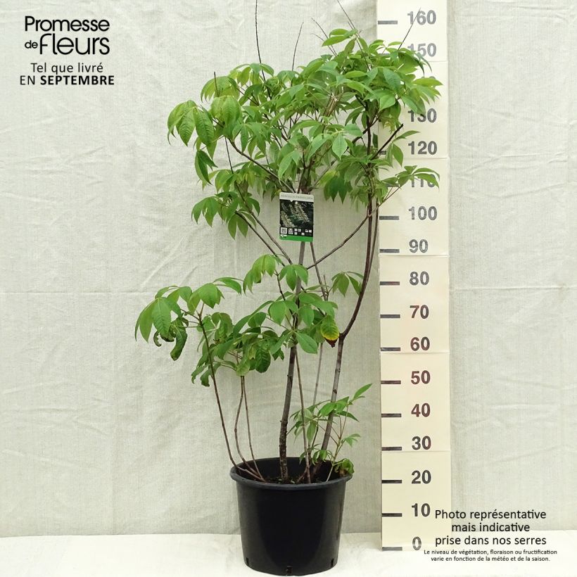 Spécimen de Aesculus parviflora - Pavier blanc Pot de 7,5L/10L tel que livré en automne